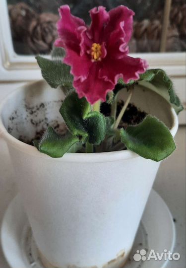 Сортовые фиалки