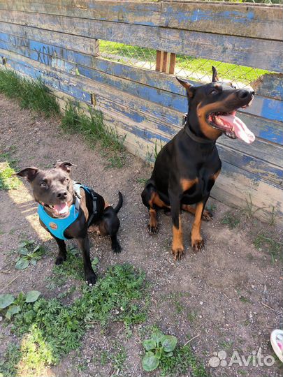 Кинолог, выгул собак