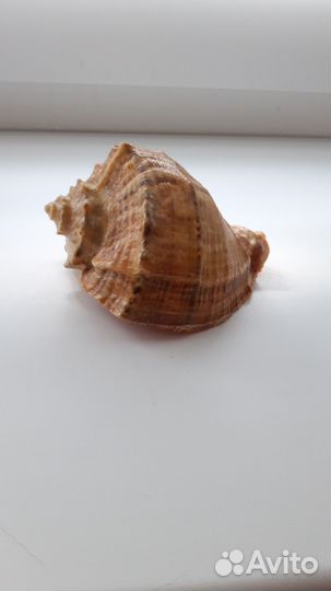 Ракушка с Черного моря