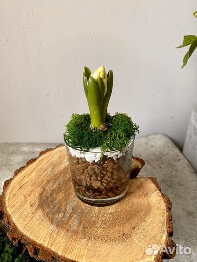 Флорариум в стакане с гиацинтом на 8 марта