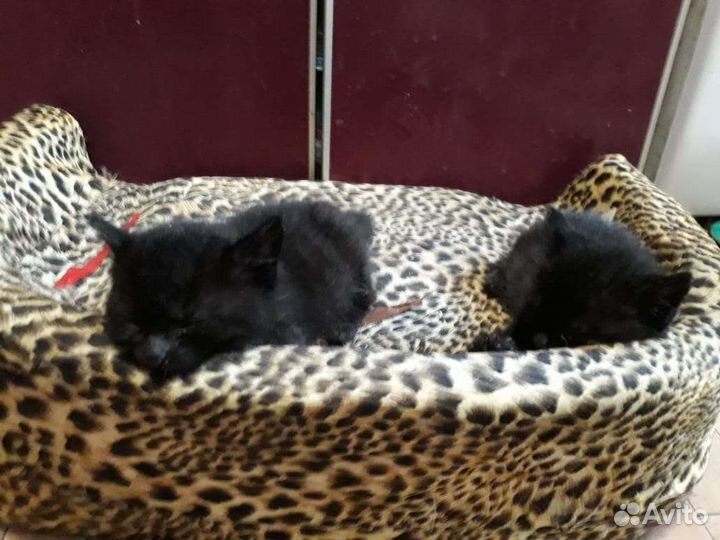 Кошка в дар