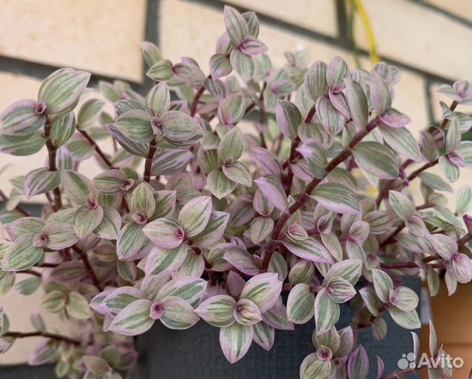 Каллизия ползучая, пушистый кустик