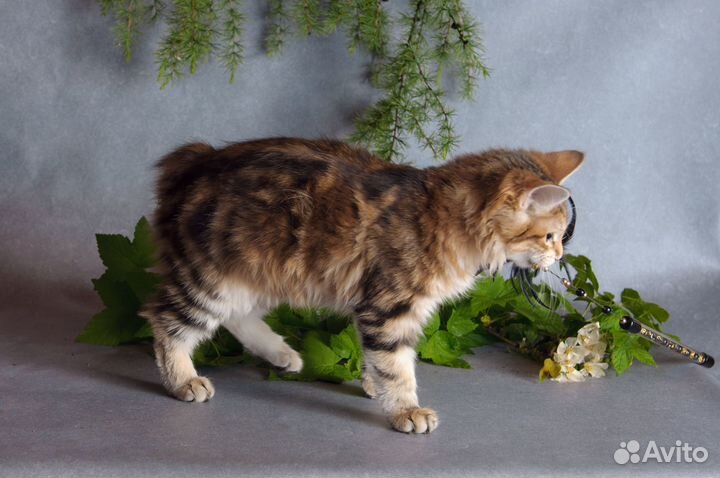 Котята курильского бобтейла