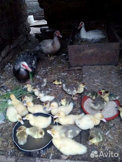 Индоутята,цыплята,индюшата