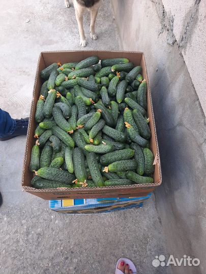 Огурцы свежие оптом