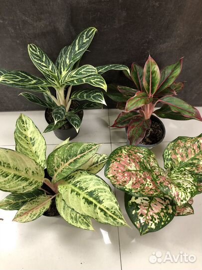 Аглоанемы Стрелиция Фикус Лирата