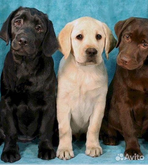 Щенки лабрадора