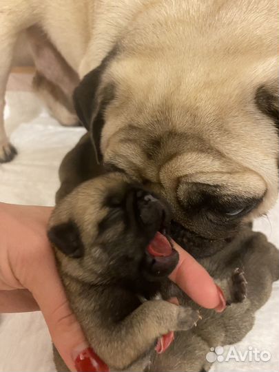 Щенки мопса
