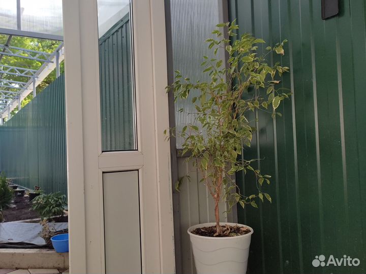 Фикус бенджамина пестролистный