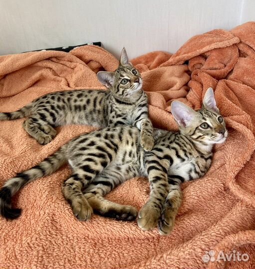 Саванна Ф2 котята с черными носами