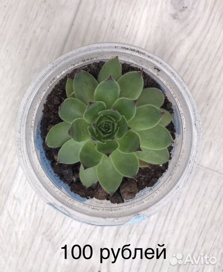 Каменная роза