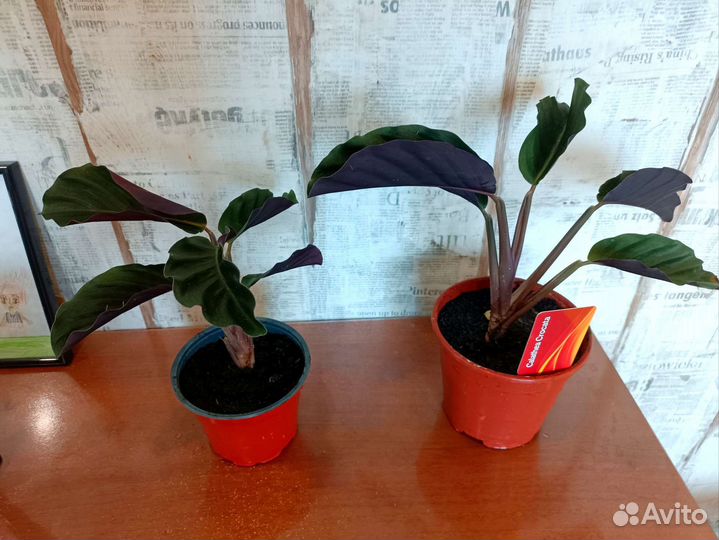 Калатея кроката