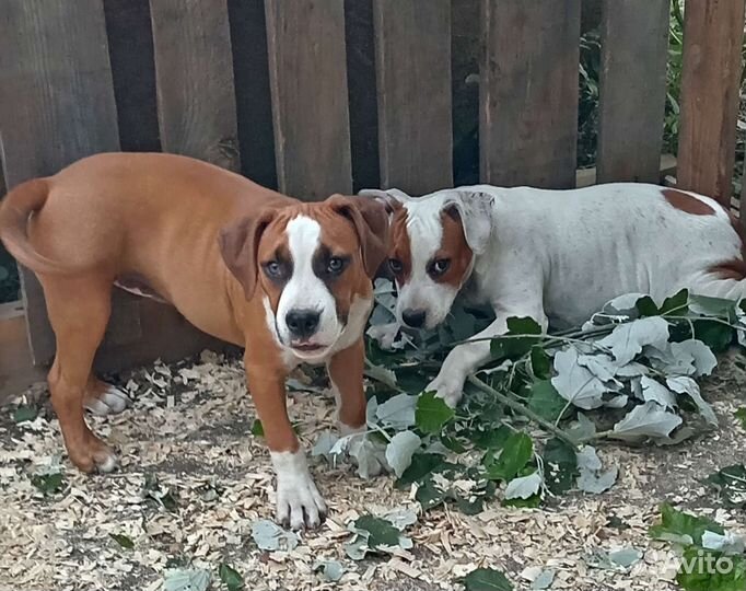 Щенки стаффа