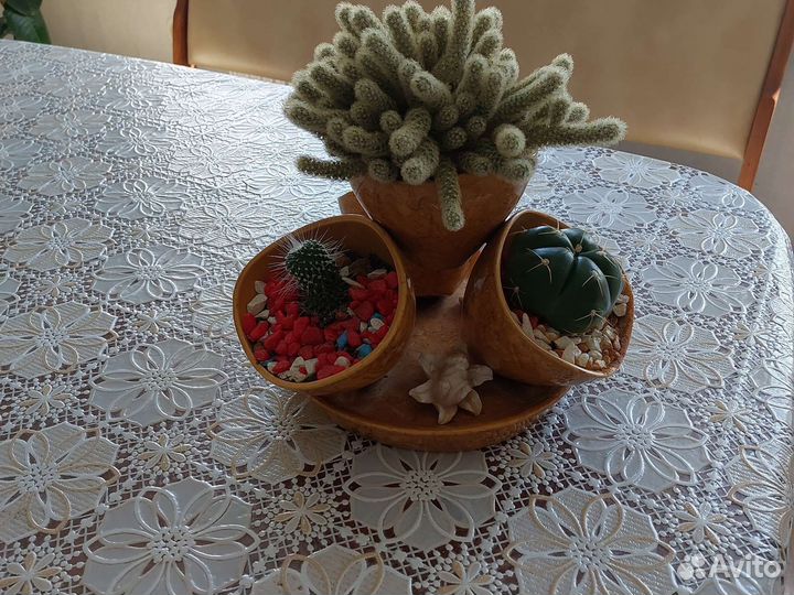 Комнатные растения