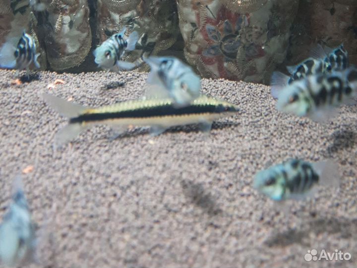 Сиамский водорослеед