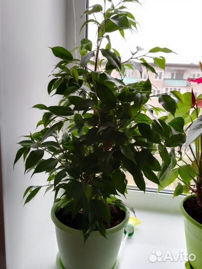 Фикус бенджамина