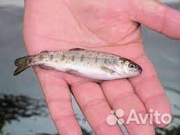 Продажа живого малька