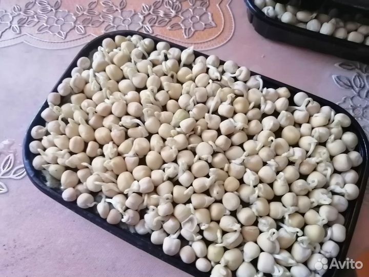 Микрозелень горох