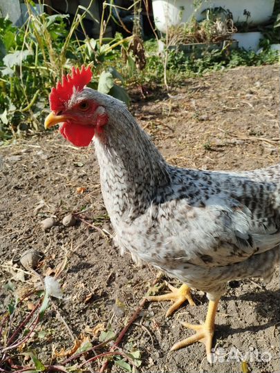 Молодые петухи