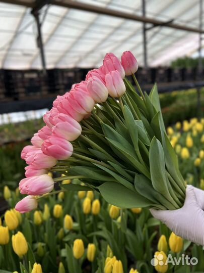 Тюльпаны оптом
