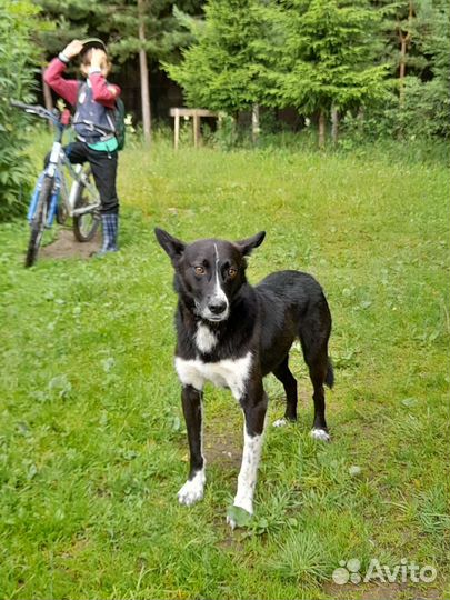 Собака в добрые руки