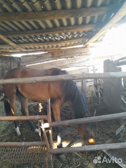 Добрая лошадка