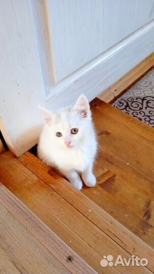 Котята в дар