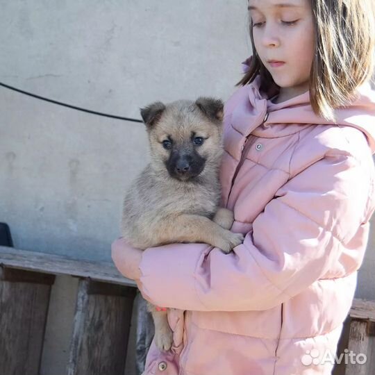 Собака в добрые руки щенок