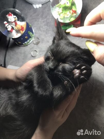 Котенок