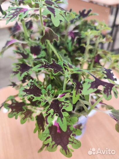 Колеусы сортовые