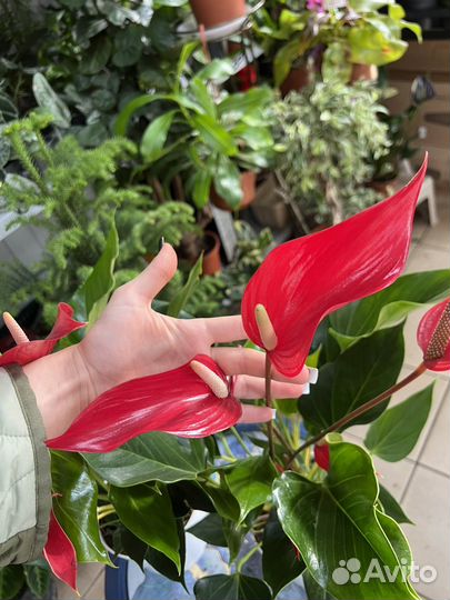 Антуриум большой выбор