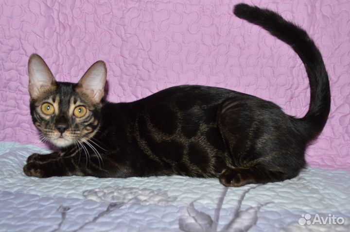 Шикарная бенгалочка