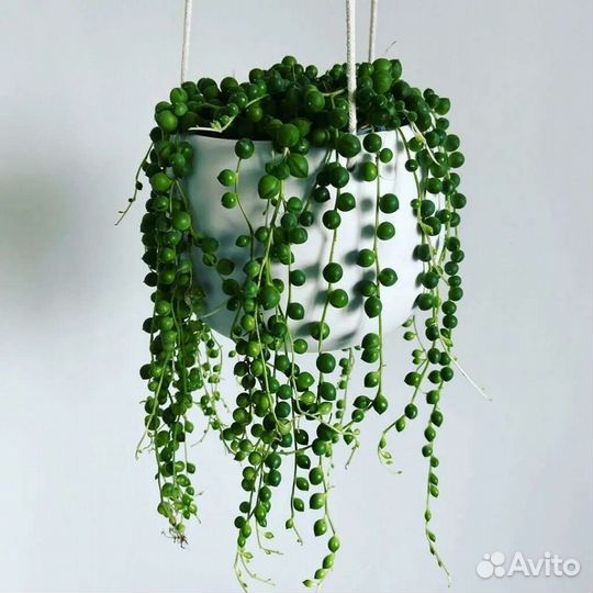 Суккуленты, крестовник, циропегия, флорариум