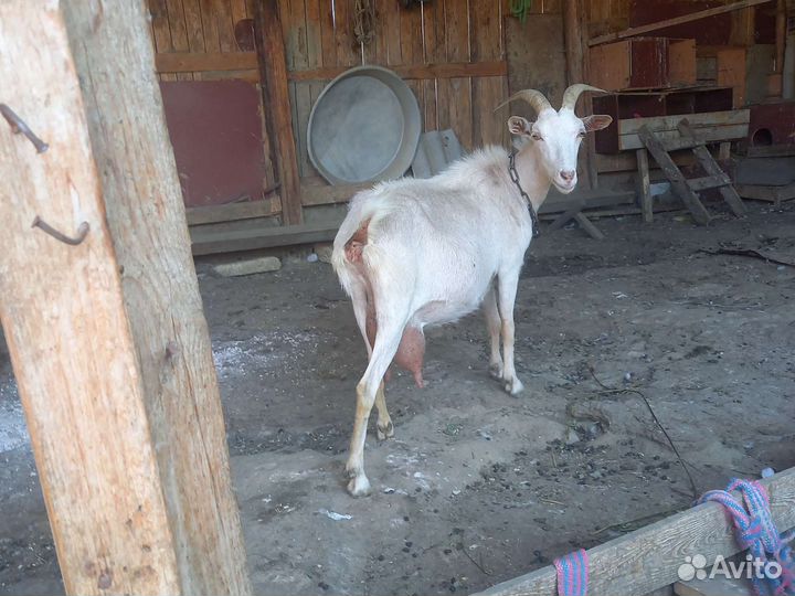 Коза дойные