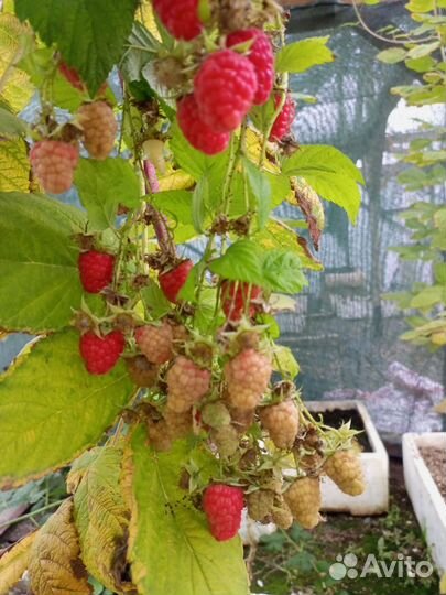 Принимаю за заказы на Саженцы малины