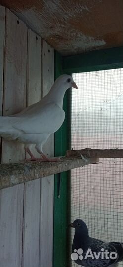 Голуби молодёж чехи