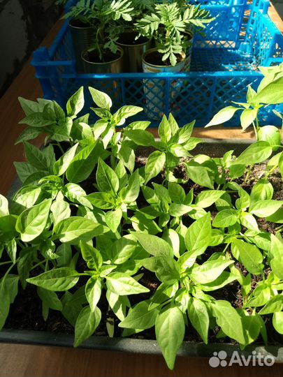 Комнатный горький перчик