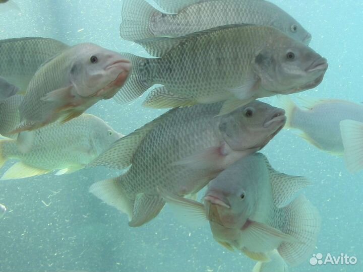 Нильская тиляпия малёк