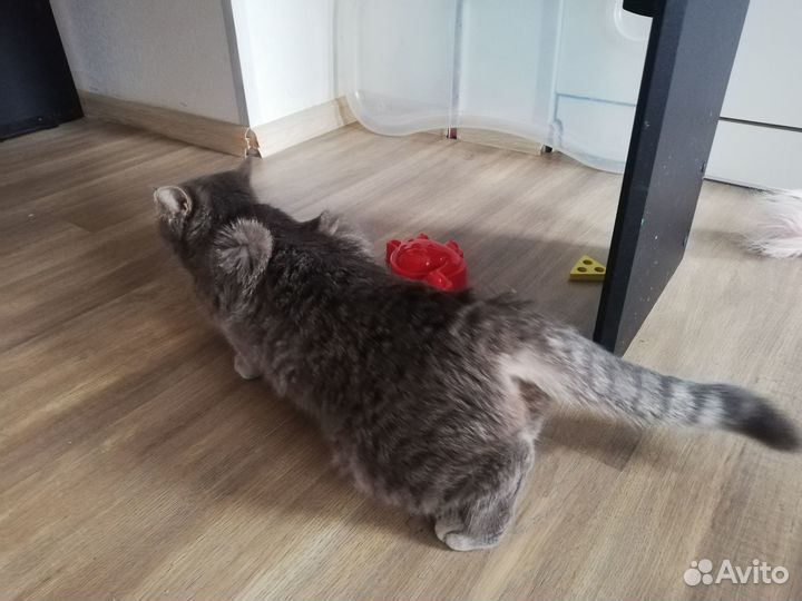 Британская кошка вязка