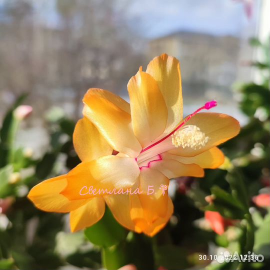 Шлюмбергеры сортовые 2 часть (декабрист)