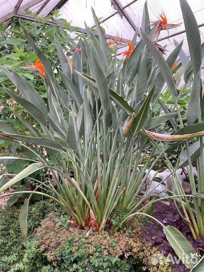 Стрелиция регина