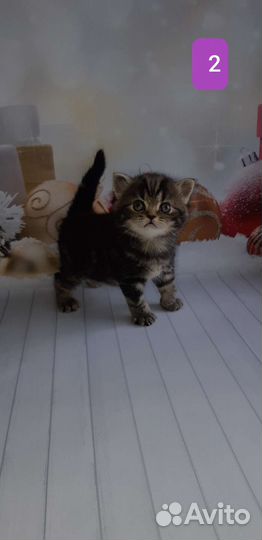 Типажные котики
