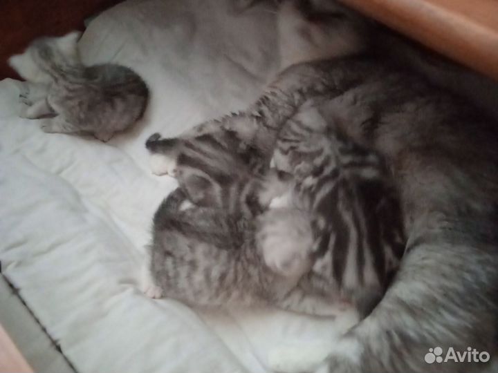 Кошка