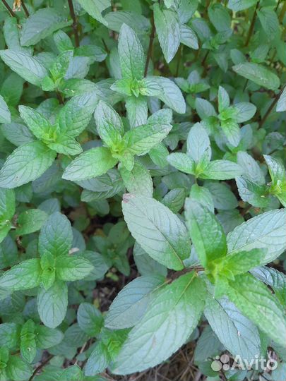 Мята перечная