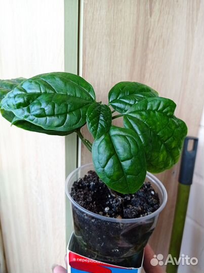 Клеродендрум. Хатиора (брызги шампанского)