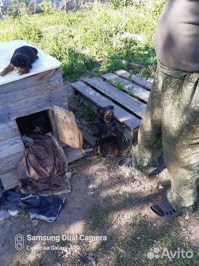 Кутята в добрые руки
