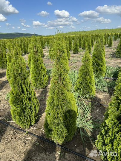 Туя смарагд