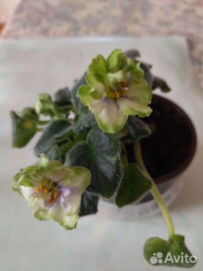 Цветущие фиалки