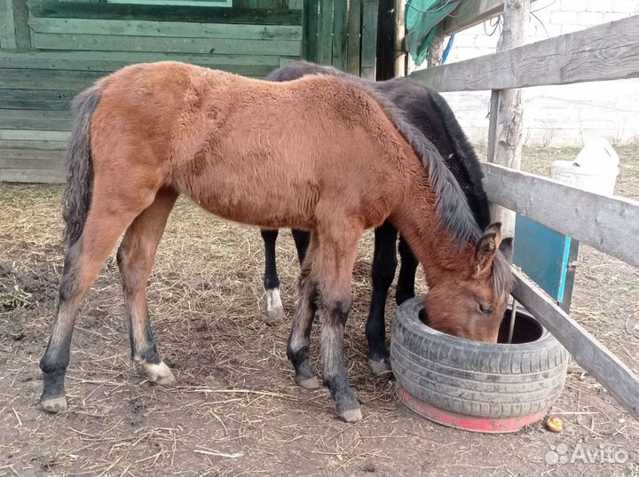 Ирландский пони. Жеребец
