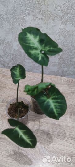 Сингониумы сортовые